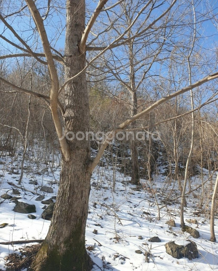 내장산 고로쇠수액 (고로쇠물) 18리터 저렴하게 판매--5