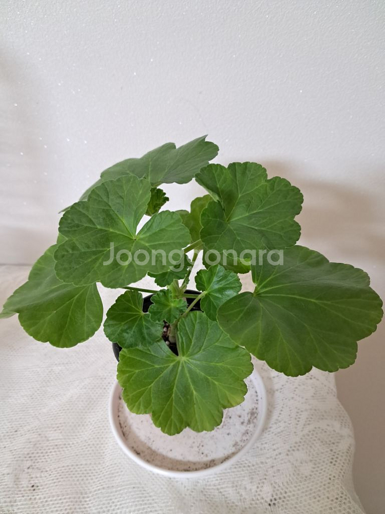 노엘고든제라늄--1