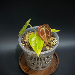 안스리움 레드크리스탈리넘 바리에가타