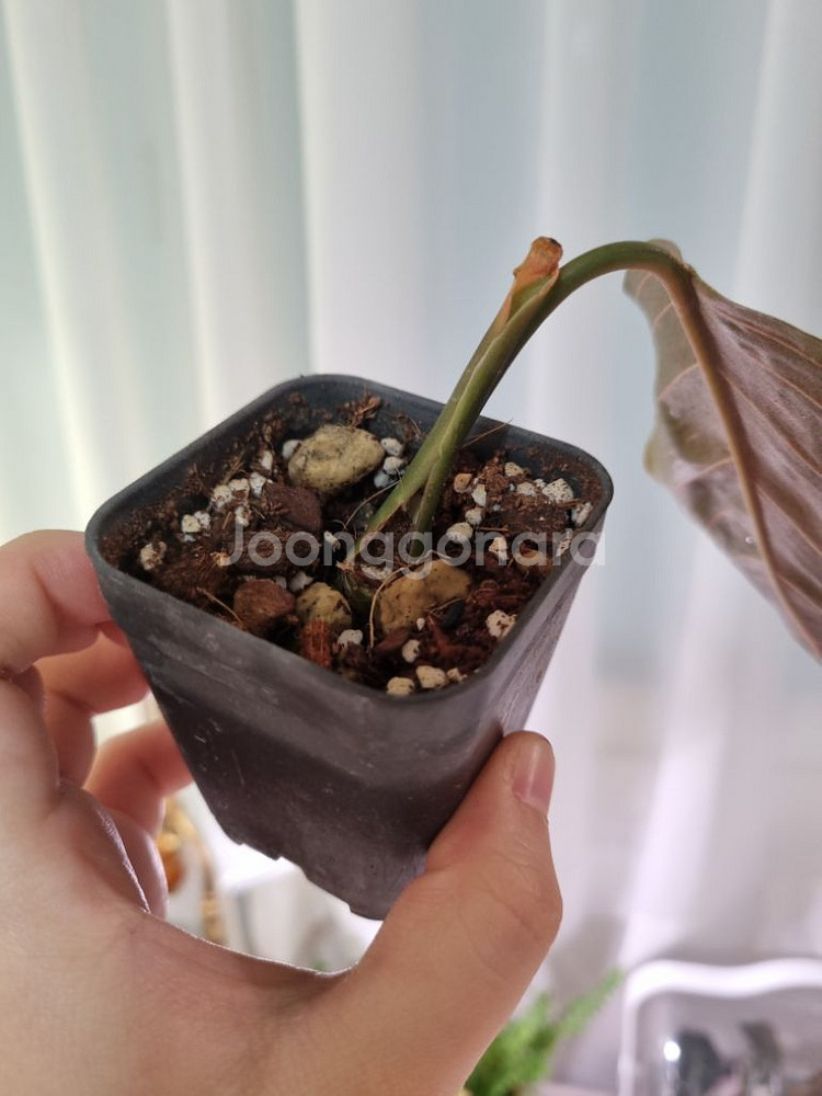 아글레오네마 픽텀 로툰덤 하이브리드(레드아미폼비슷)--1