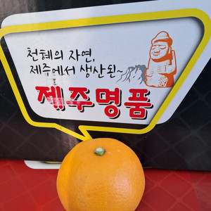 천혜향3kg24,000원 무료배송입니다