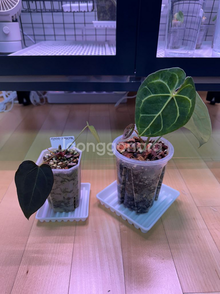 안스리움 2개 세트 다크마마x에오스퍼플&클라리다크폼--0