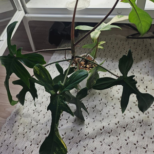 플로리다뷰티바리에가타