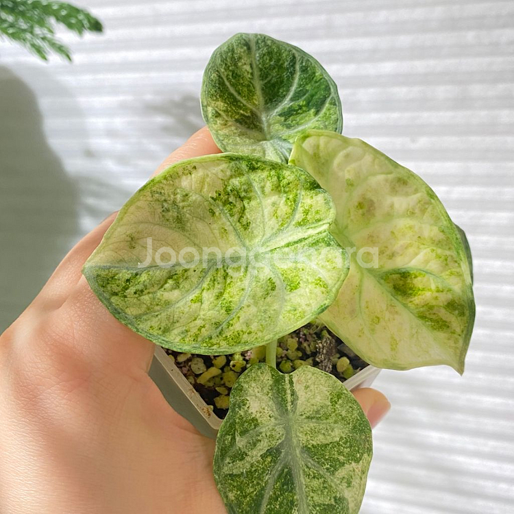 알로카시아 닌자 트리컬러 희귀 식물 나무 플랜테리어 테--2
