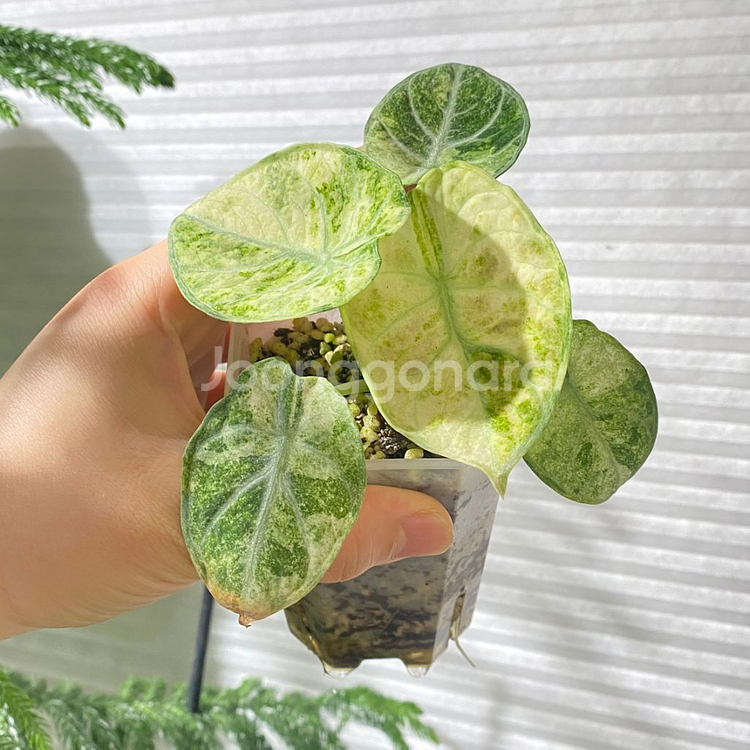 알로카시아 닌자 트리컬러 희귀 식물 나무 플랜테리어 테--3