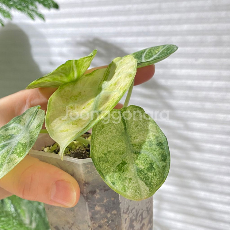 알로카시아 닌자 트리컬러 희귀 식물 나무 플랜테리어 테--1