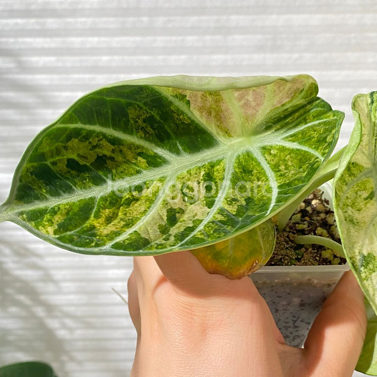알로카시아 닌자 트리컬러 희귀 식물 나무 플랜테리어 2--2