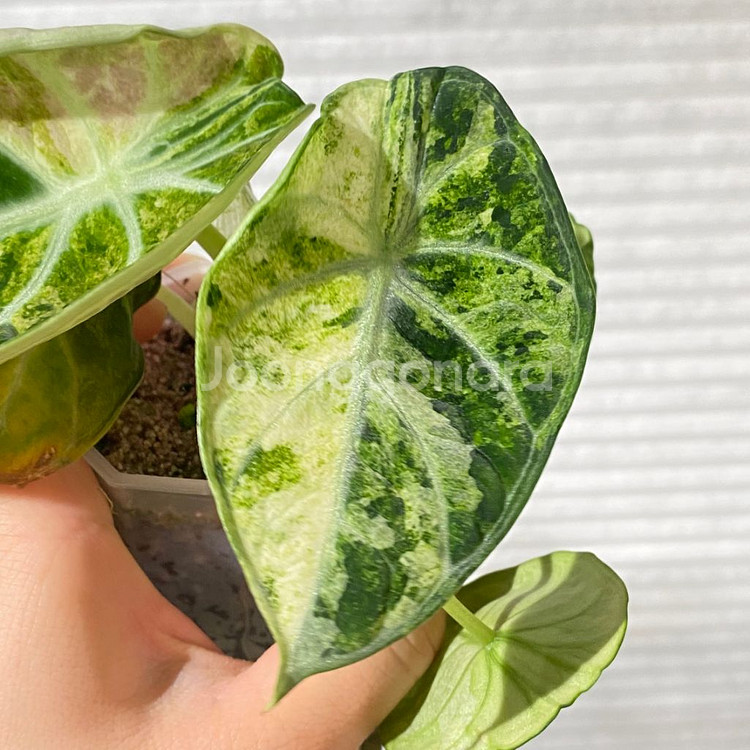 알로카시아 닌자 트리컬러 희귀 식물 나무 플랜테리어 2--1