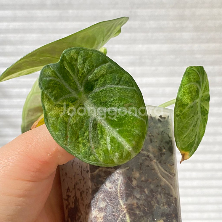 알로카시아 닌자 트리컬러 희귀 식물 나무 플랜테리어 2--5