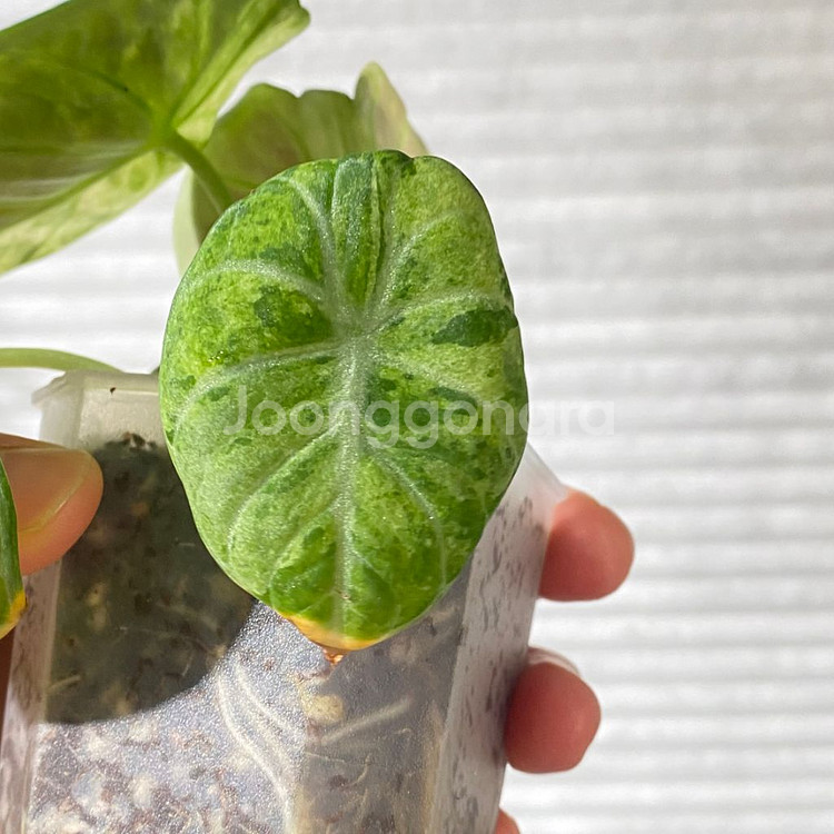 알로카시아 닌자 트리컬러 희귀 식물 나무 플랜테리어 2--4