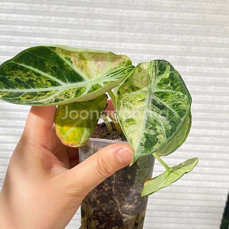 알로카시아 닌자 트리컬러 희귀 식물 나무 플랜테리어 2--3