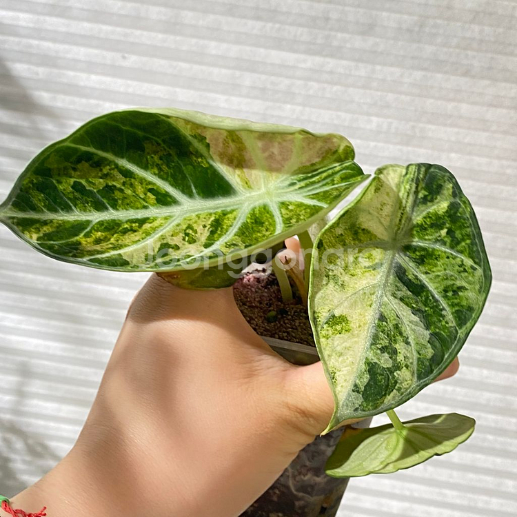 알로카시아 닌자 트리컬러 희귀 식물 나무 플랜테리어 2--6