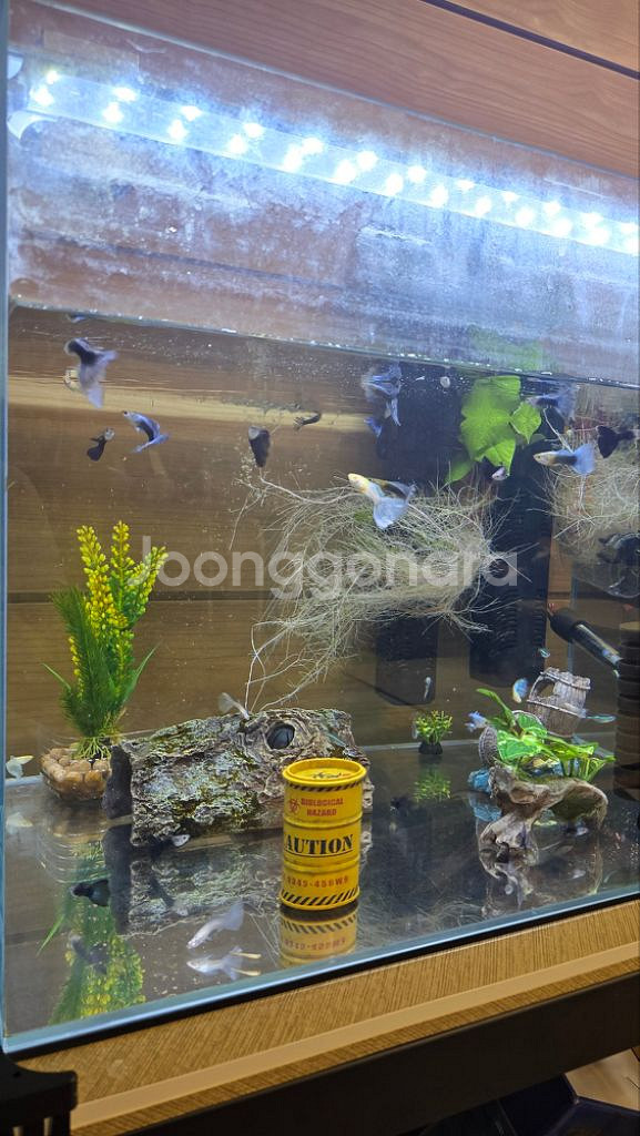 구피 어항 용품--5