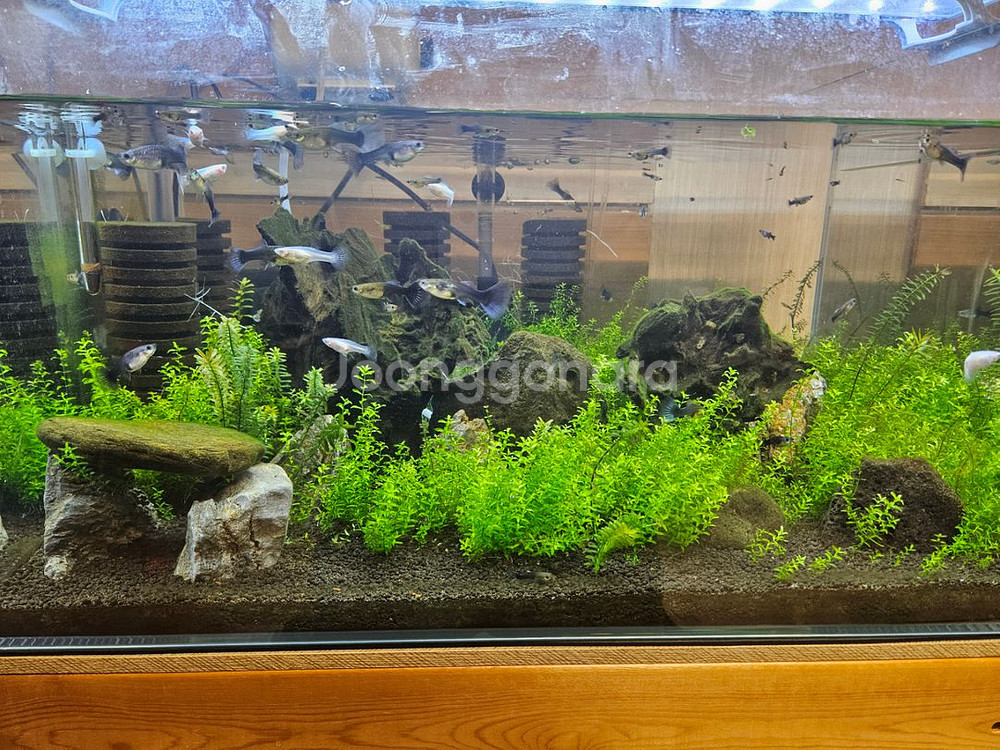 구피 어항 용품--2