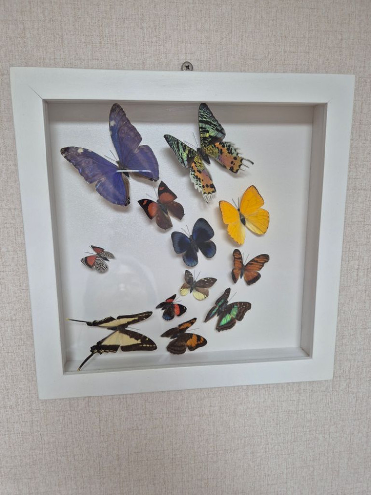 나비 박제 액자 가로세로30cm--2