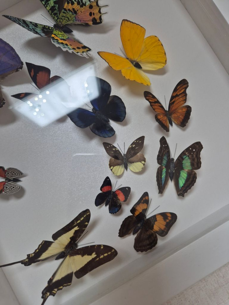 나비 박제 액자 가로세로30cm--5