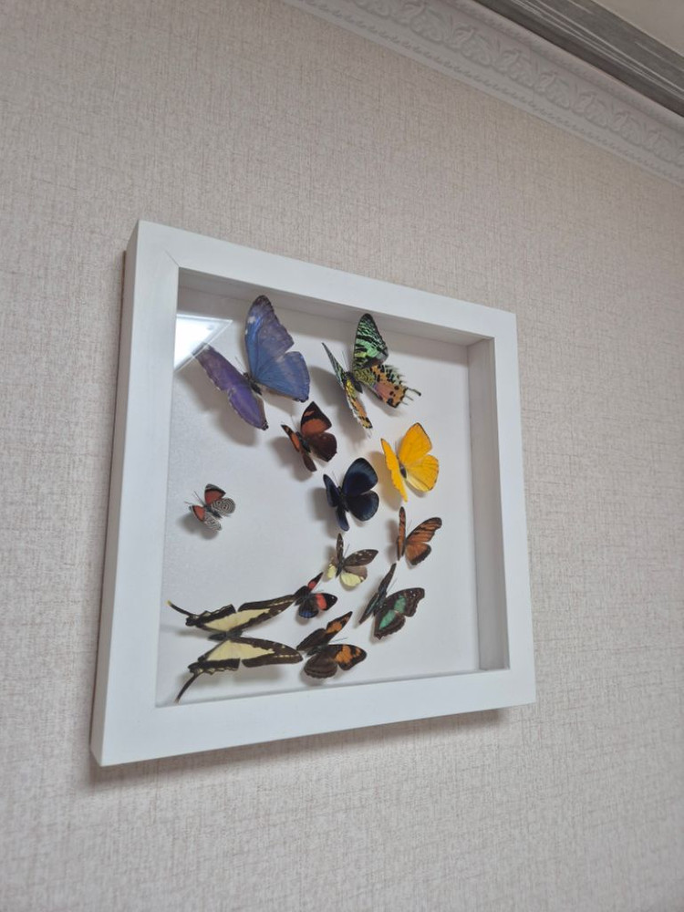 나비 박제 액자 가로세로30cm--1