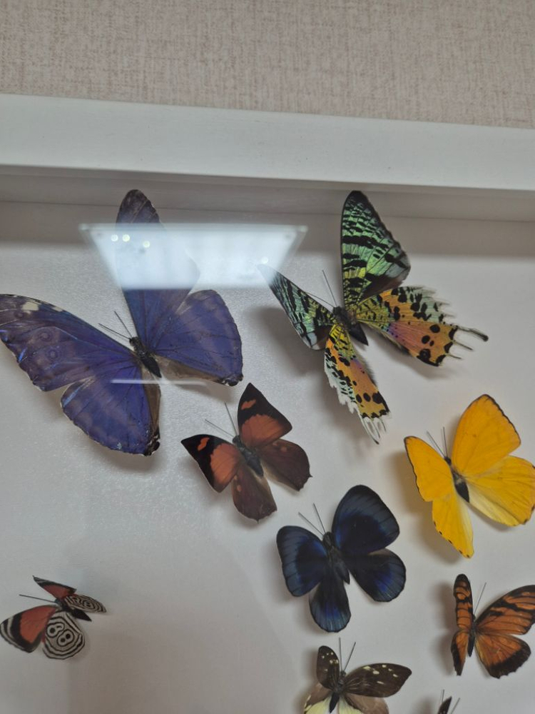 나비 박제 액자 가로세로30cm--4