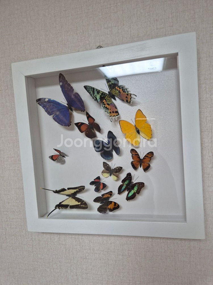 나비 박제 액자 가로세로30cm--3