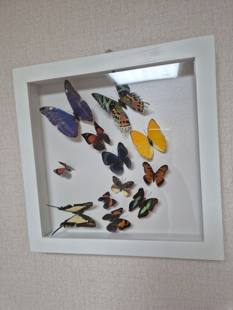 나비 박제 액자 가로세로30cm--3