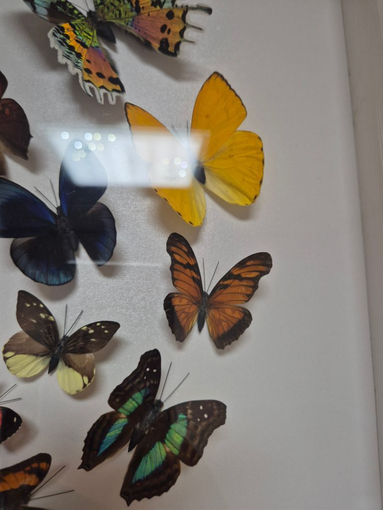 나비 박제 액자 가로세로30cm--6