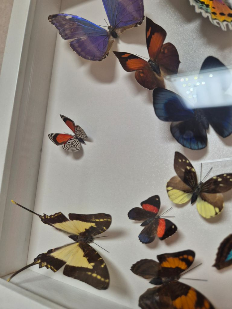 나비 박제 액자 가로세로30cm--7