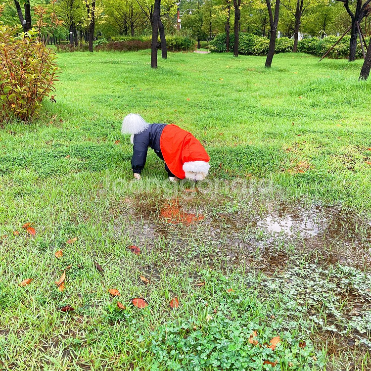 베럴즈 레인수트 늘어나는 강아지 우비--2