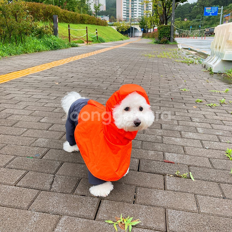 베럴즈 레인수트 늘어나는 강아지 우비--3