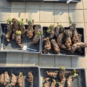 탄자니아 아프리카식물 입고