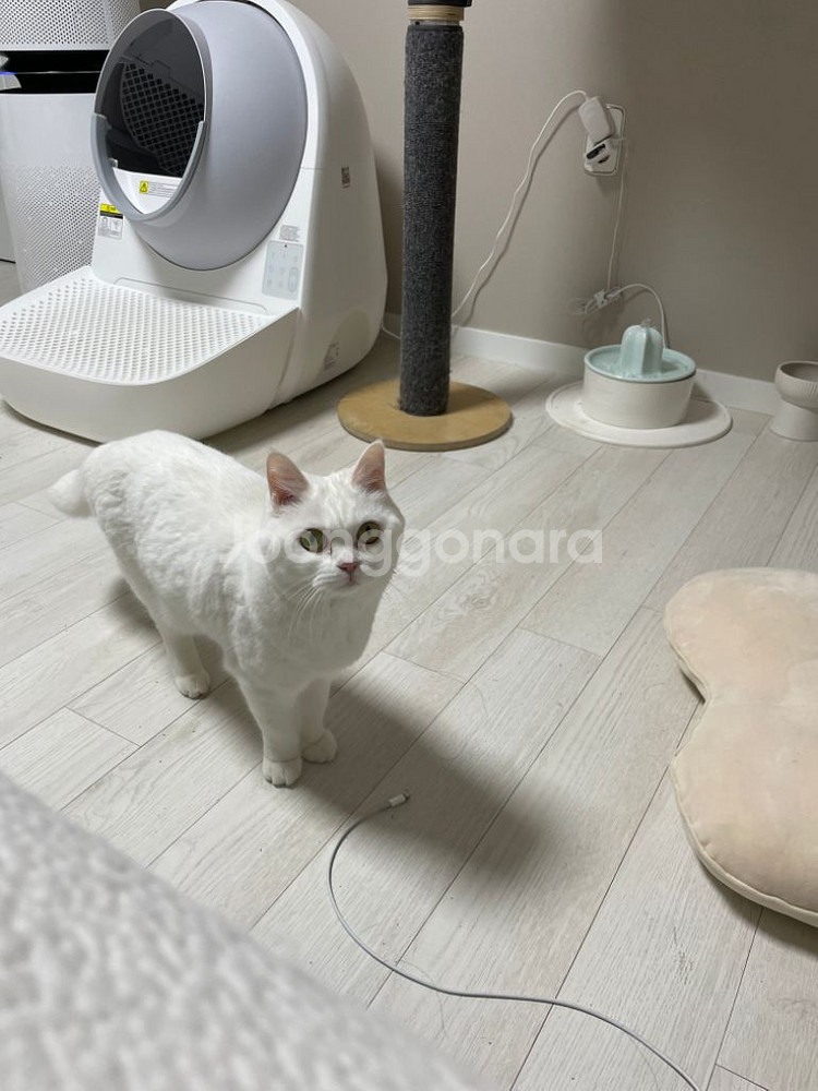 고양이 자동화장실 캣 링크 프로 +보조스텝+리필봉투*3--1