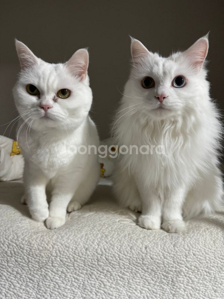 고양이 자동화장실 캣 링크 프로 +보조스텝+리필봉투*3--4