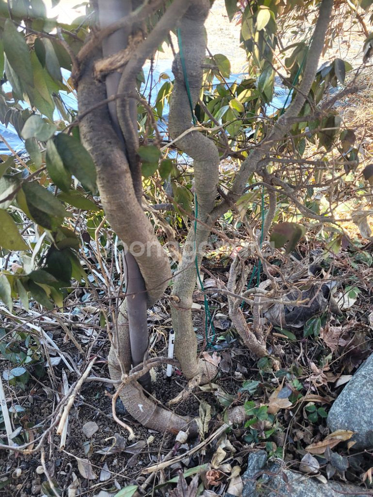 향기 나는 백화등 마삭줄 분재 묘목 인테리어 카페 정원--7