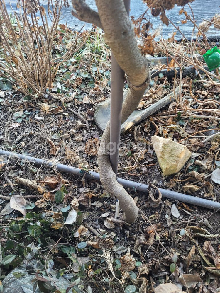 향기 나는 백화등 마삭줄 분재 묘목 인테리어 카페 정원--5