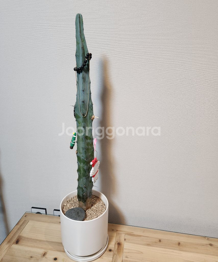 선인장(용신목)--4