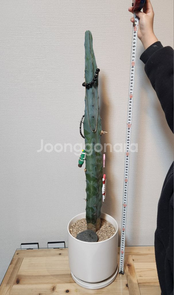 선인장(용신목)--5