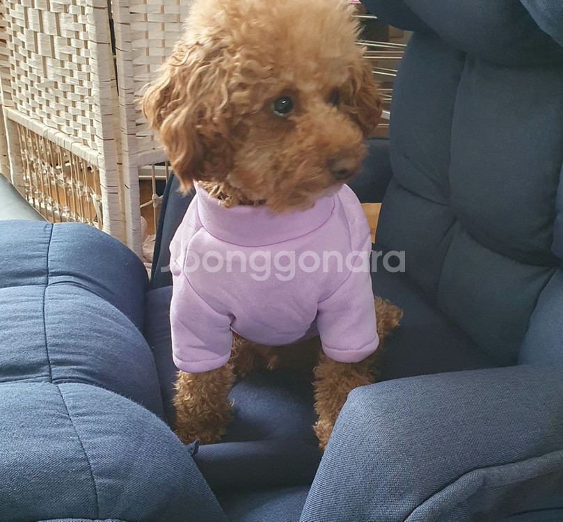 L XL 코지 플리스 맨투맨 목티 강아지옷 봄옷--2