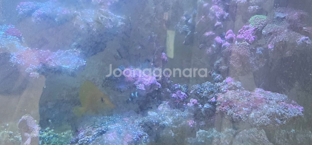 해수어 짬뽕 어항 (+옐로우탱)--4