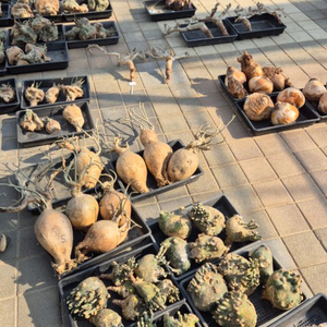 아프리카식물 코덱스식물 문의