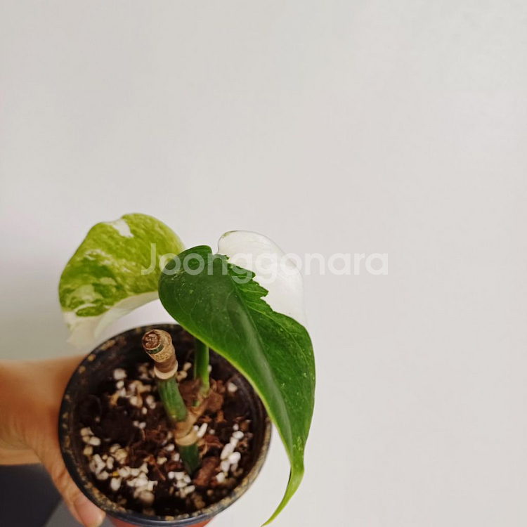 몬스테라 일보 산반무늬--2