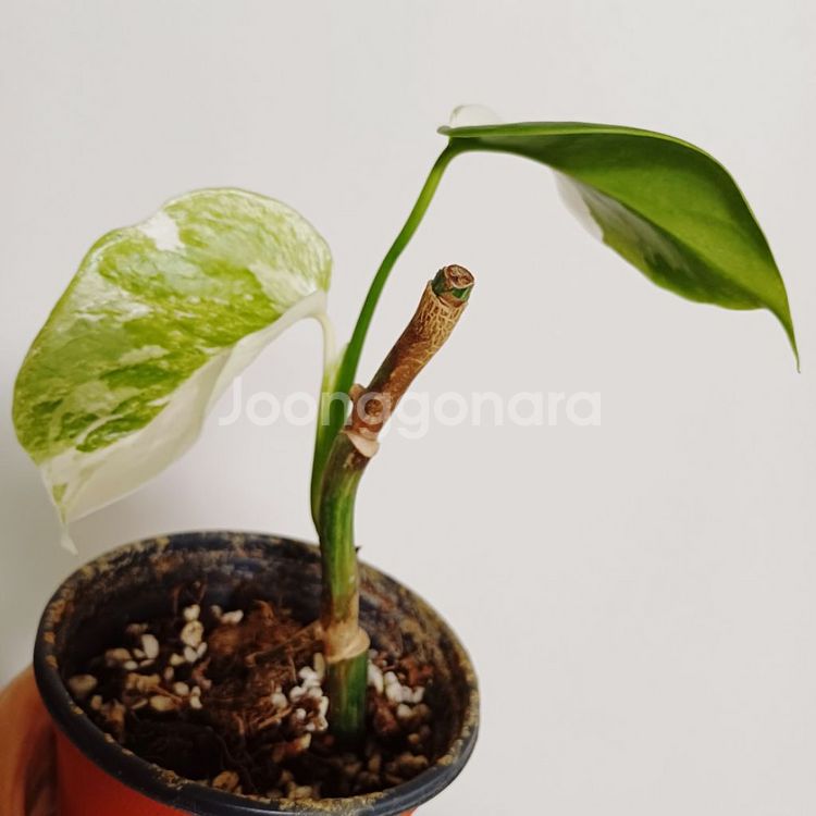 몬스테라 일보 산반무늬--4