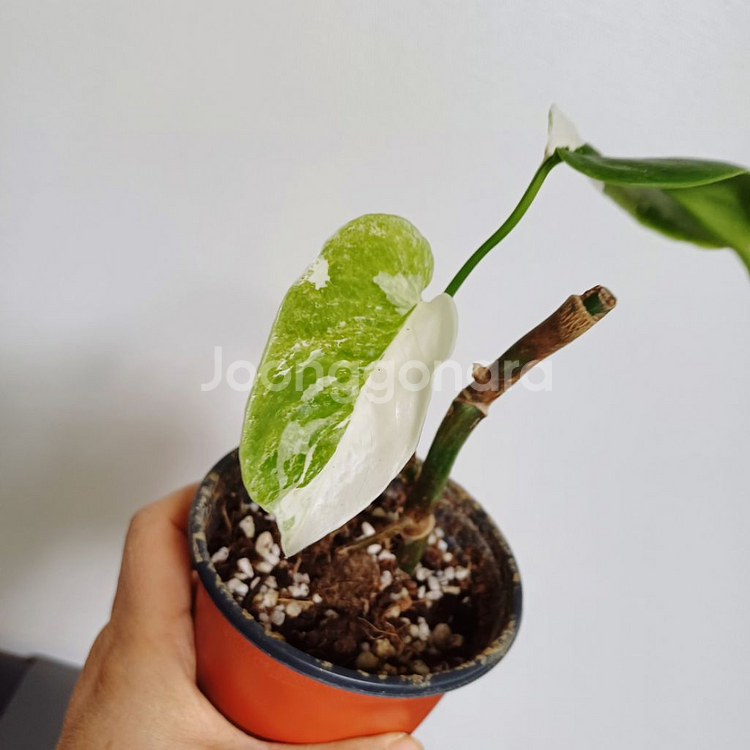 몬스테라 일보 산반무늬--3