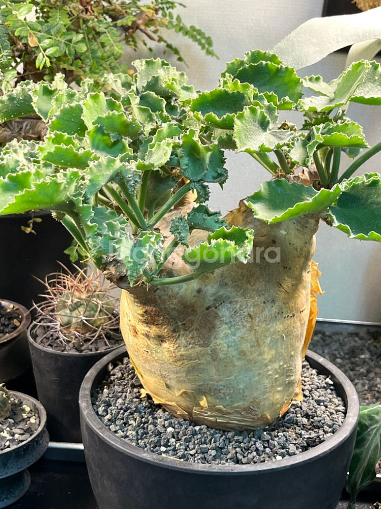 씨포스템마 우터 아프리카 식물 코덱스 괴근식물--1