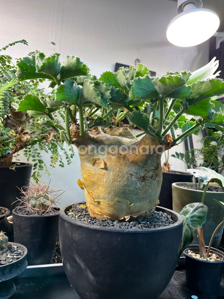 씨포스템마 우터 아프리카 식물 코덱스 괴근식물--2