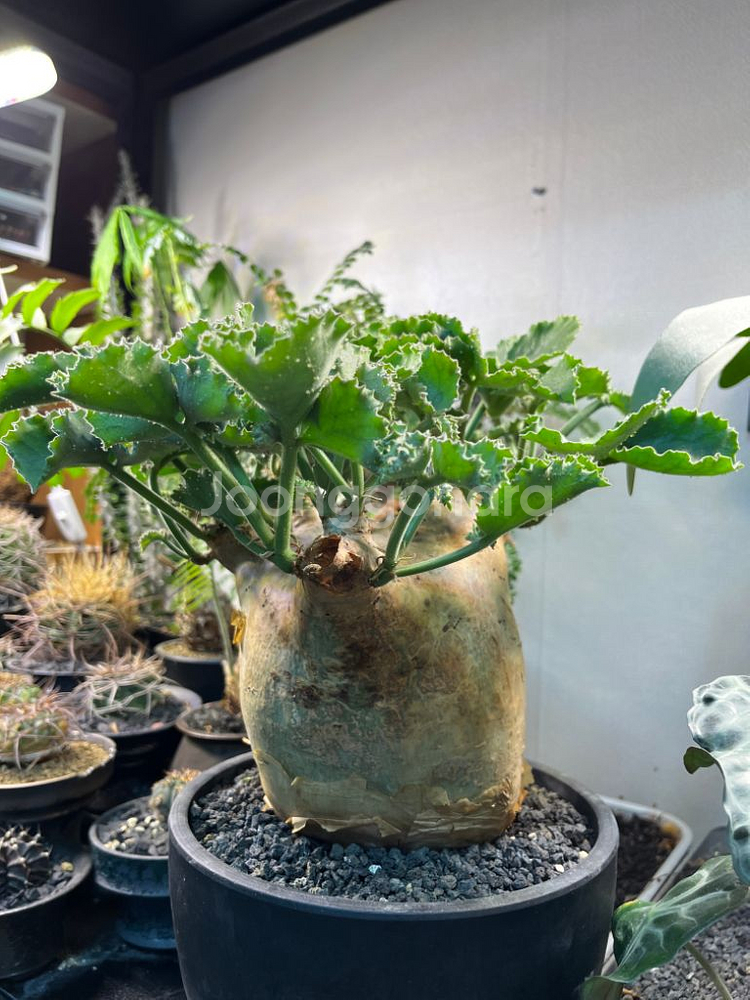 씨포스템마 우터 아프리카 식물 코덱스 괴근식물--3