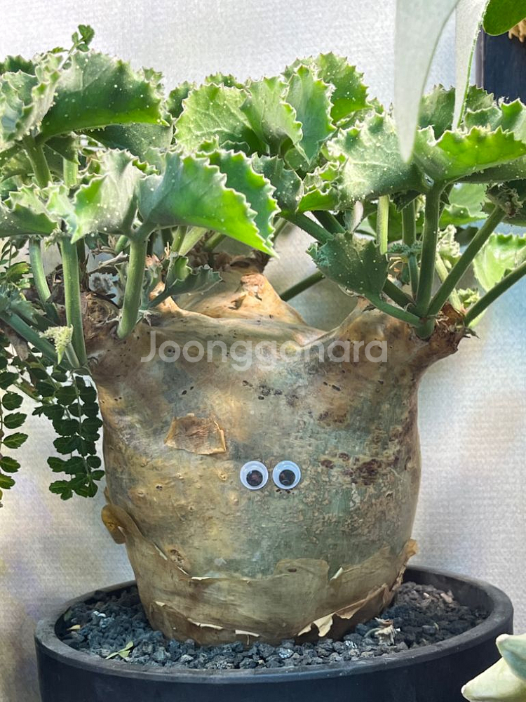 씨포스템마 우터 아프리카 식물 코덱스 괴근식물--5