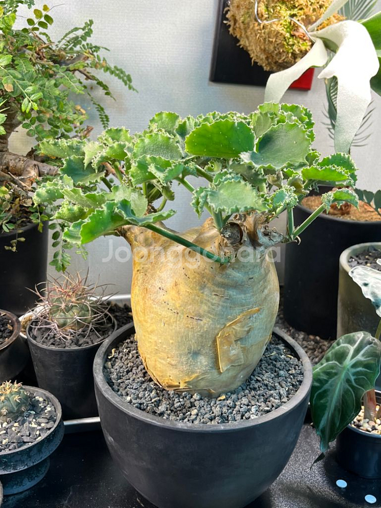 씨포스템마 우터 아프리카 식물 코덱스 괴근식물--4