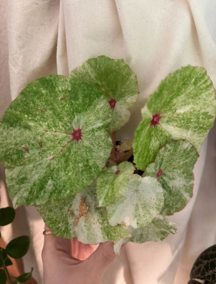 무늬루즈베고니아--1