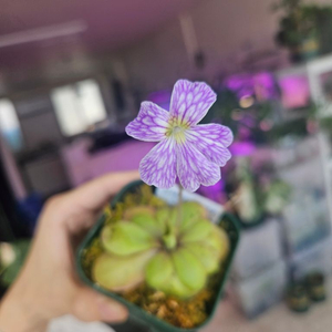 필로덴드론 빌리에티에 바리에가타