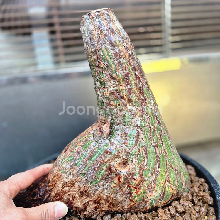 붐박스 디스칼라 문의--3