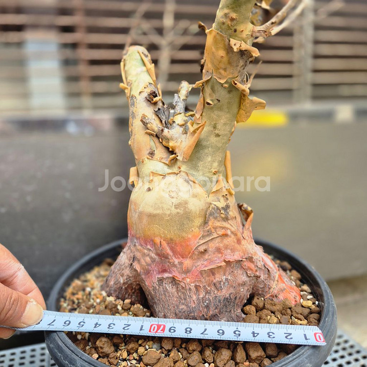 붐박스 디스칼라 문의--6